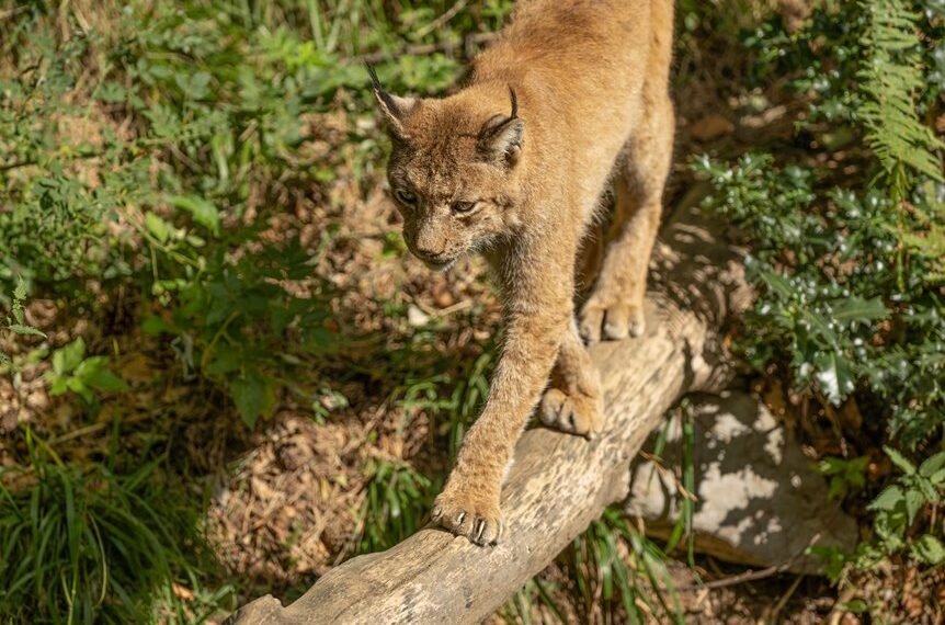 operational footprint assessment review